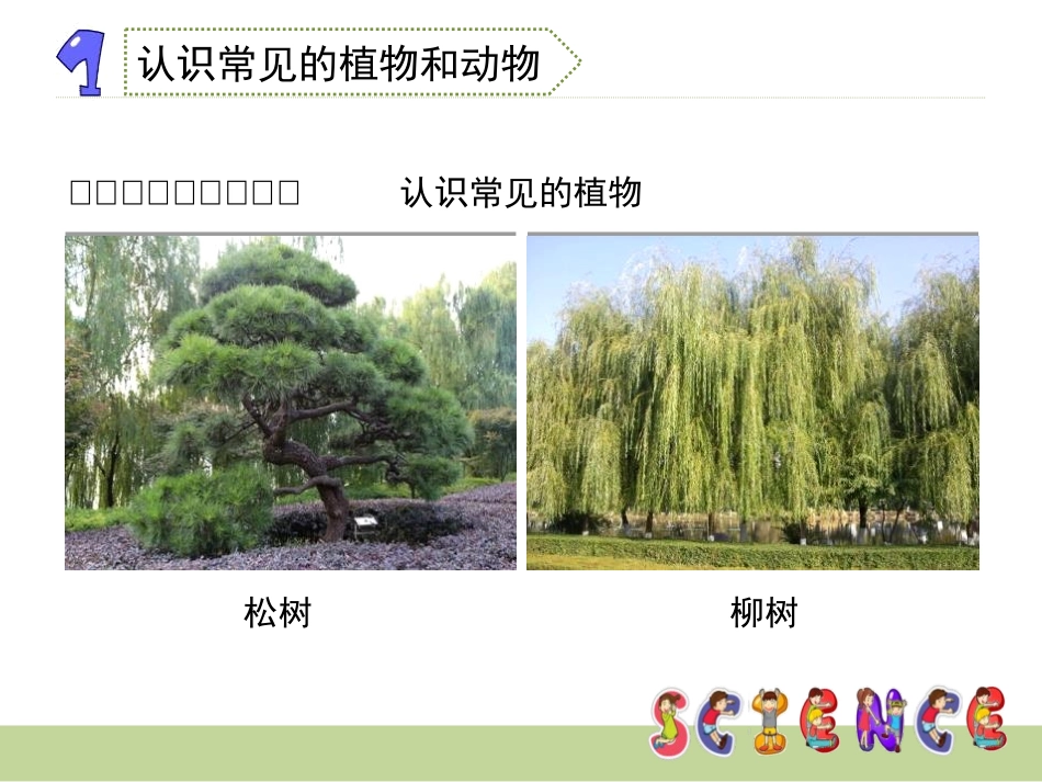 《校园生物大搜索》生物的多样性PPT课件[教科版六年级科学]_第3页