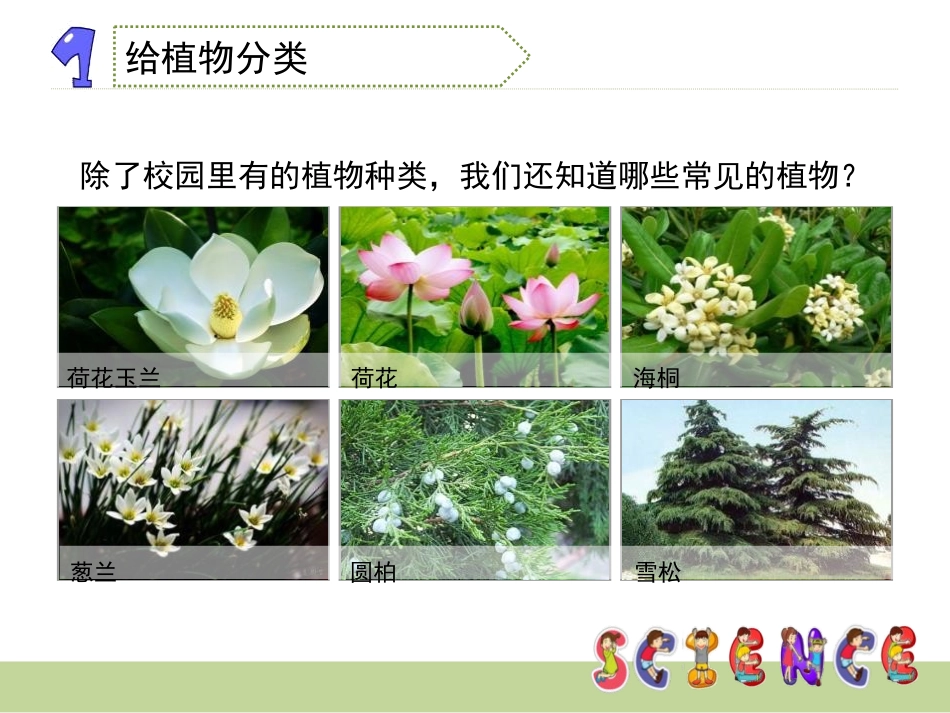 《多种多样的植物》生物的多样性PPT课件[教科版六年级科学]_第3页