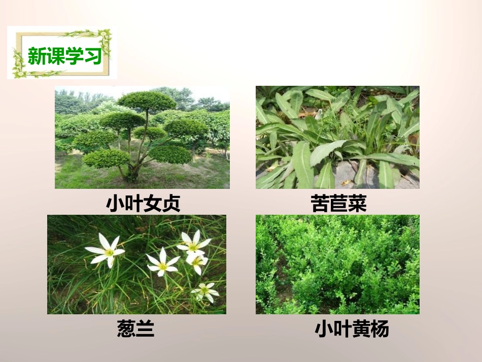 《多种多样的植物》生物的多样性PPT课件[教科版六年级科学]_第3页