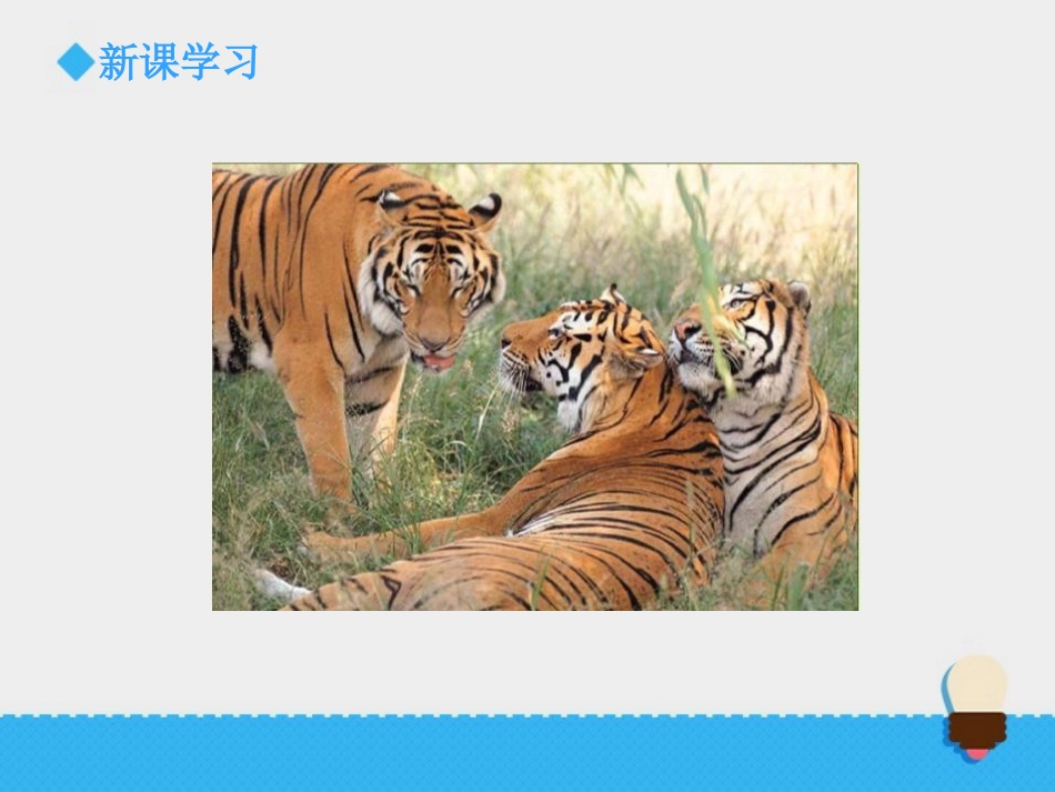 《种类繁多的动物》生物的多样性PPT课件[教科版六年级科学]_第3页