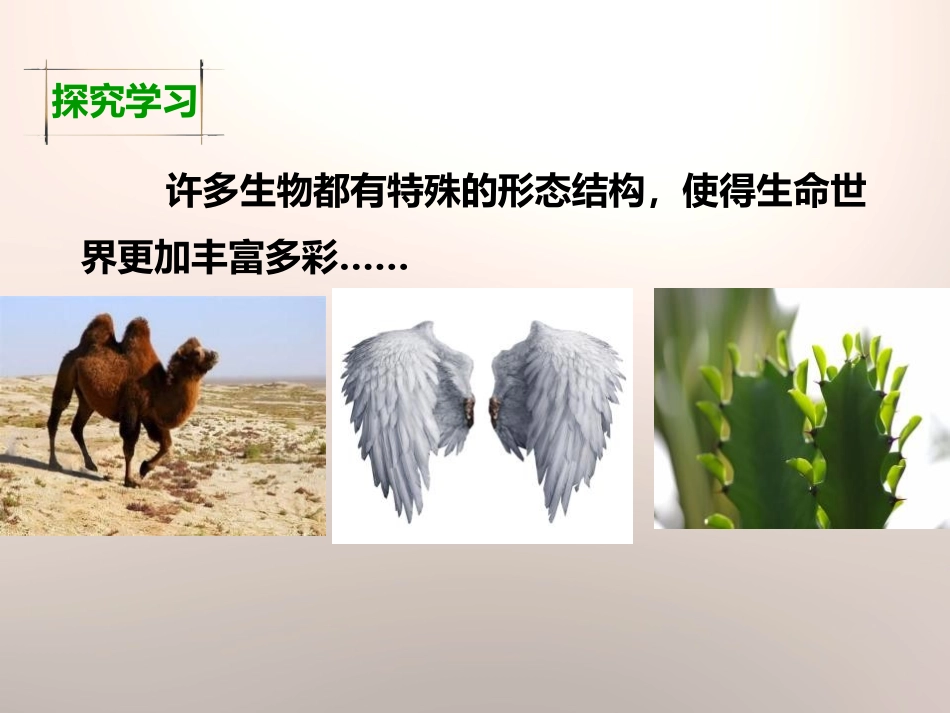 《原来是相互关联的》生物的多样性PPT课件[教科版六年级科学]_第3页