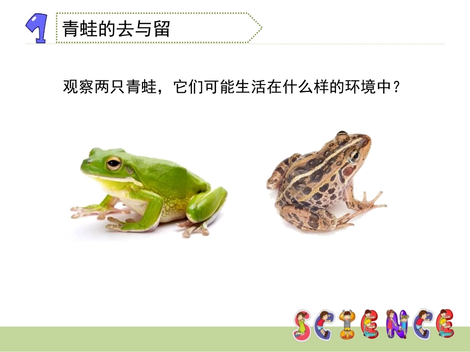 《谁选择了它们》生物的多样性PPT课件[教科版六年级科学]_第3页