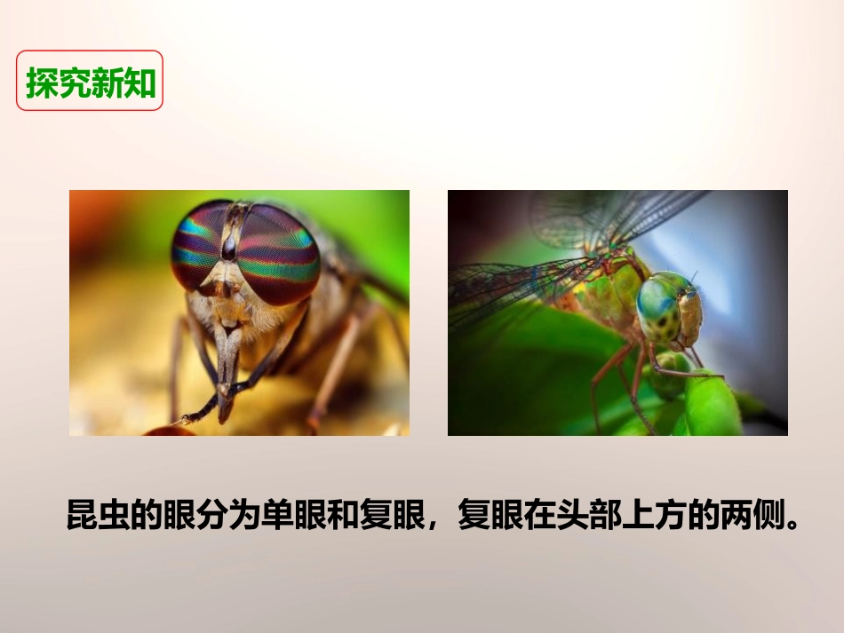 《放大镜下的昆虫世界》微小世界PPT课件[教科版六年级科学]_第3页