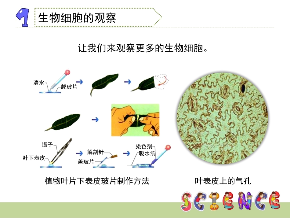 《用显微镜观察身边的生命世界(二)》微小世界PPT课件_第3页
