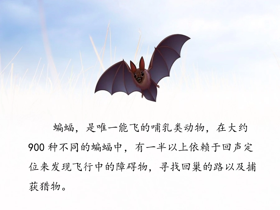 《蝙蝠和雷达》PPT课件[部编版四年级语文上册]_第3页