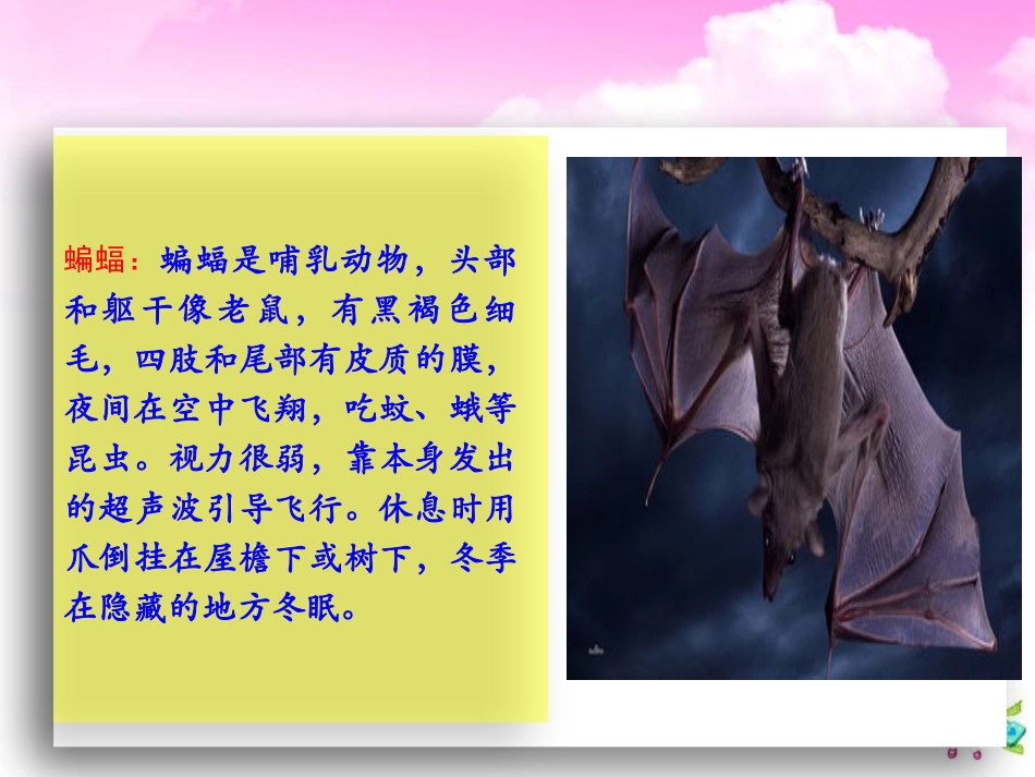 《蝙蝠和雷达》PPT教学课件[部编版四年级语文上册]_第2页