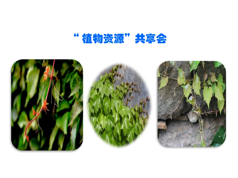 《爬山虎的脚》第一课时PPT课件[部编版四年级语文上册]_第2页