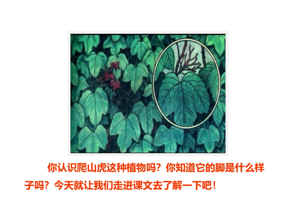 《爬山虎的脚》第一课时PPT课件[部编版四年级语文上册]_第3页