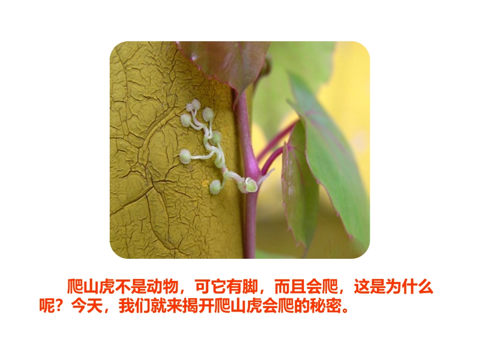 《爬山虎的脚》第二课时PPT课件[部编版四年级语文上册]_第3页