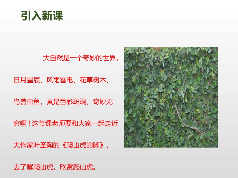 《爬山虎的脚》第一课时PPT课件[部编版四年级语文上册]_第2页