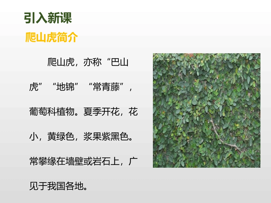 《爬山虎的脚》第一课时PPT课件[部编版四年级语文上册]_第3页