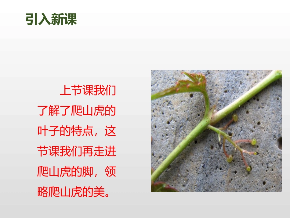 《爬山虎的脚》第二课时PPT课件[部编版四年级语文上册]_第2页