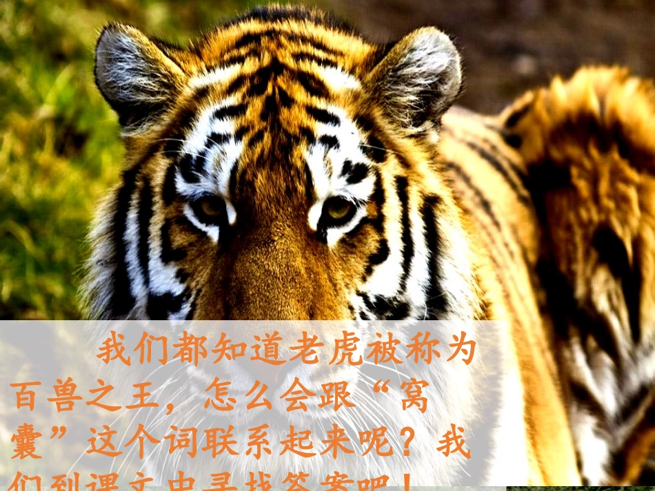 《一只窝囊的大老虎》PPT课件[部编版四年级语文上册]_第2页
