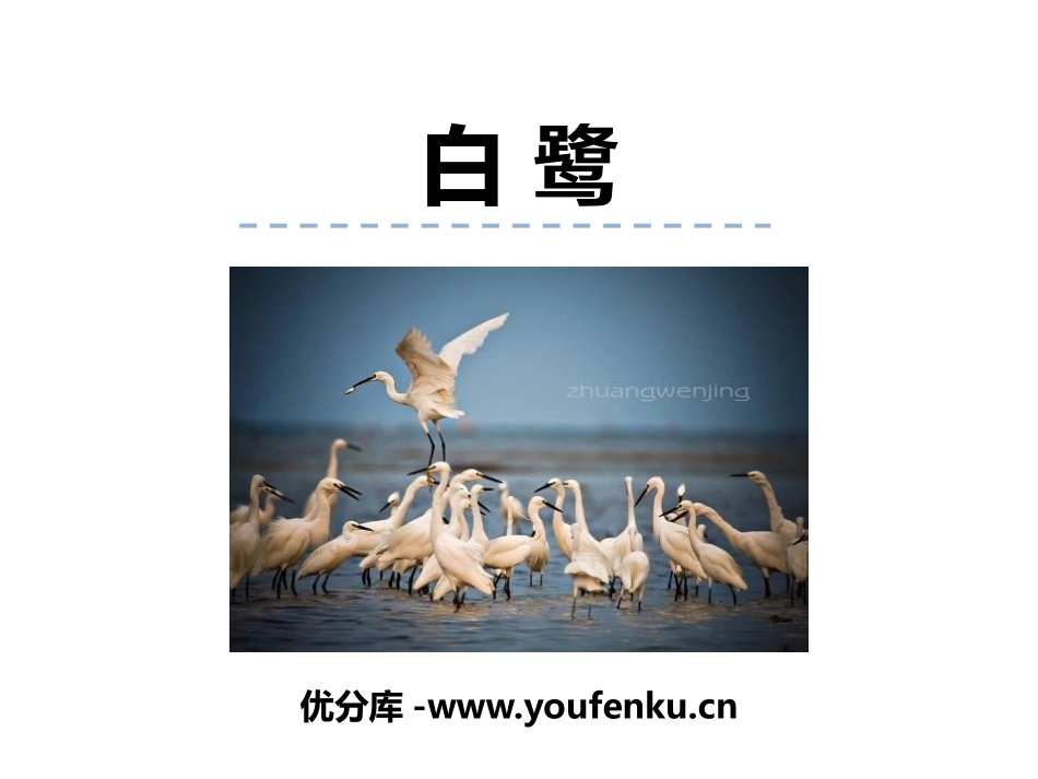 《白鹭》PPT课件[部编版五年级语文上册]_第1页