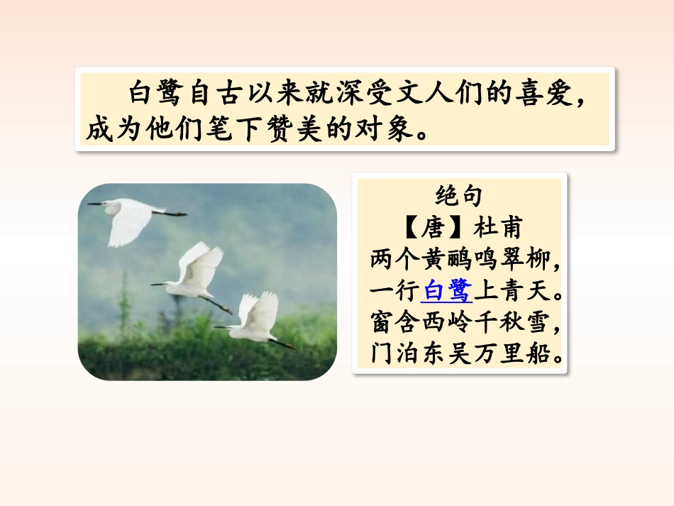 《白鹭》PPT教学课件[部编版五年级语文上册]_第3页
