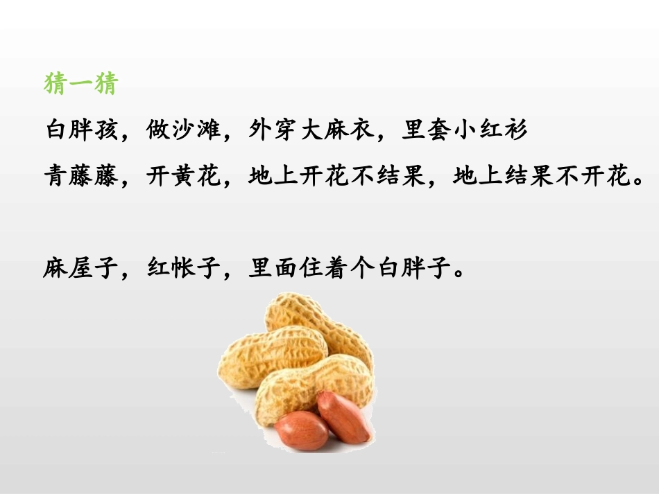 《落花生》PPT课件[部编版五年级语文上册]_第2页