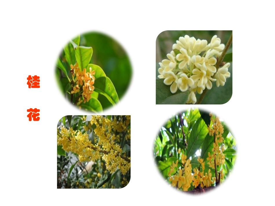 《桂花雨》PPT课件[部编版五年级语文上册]_第2页