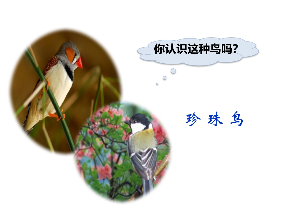 《珍珠鸟》PPT课件[部编版五年级语文上册]_第2页