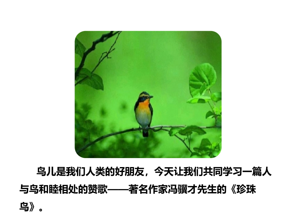 《珍珠鸟》PPT课件[部编版五年级语文上册]_第3页