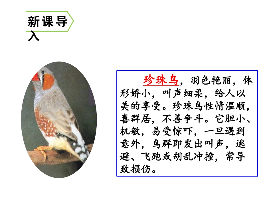 《珍珠鸟》PPT课件[部编版五年级语文上册]_第2页