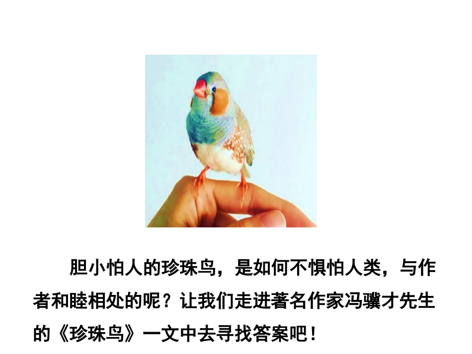 《珍珠鸟》PPT课件[部编版五年级语文上册]_第3页