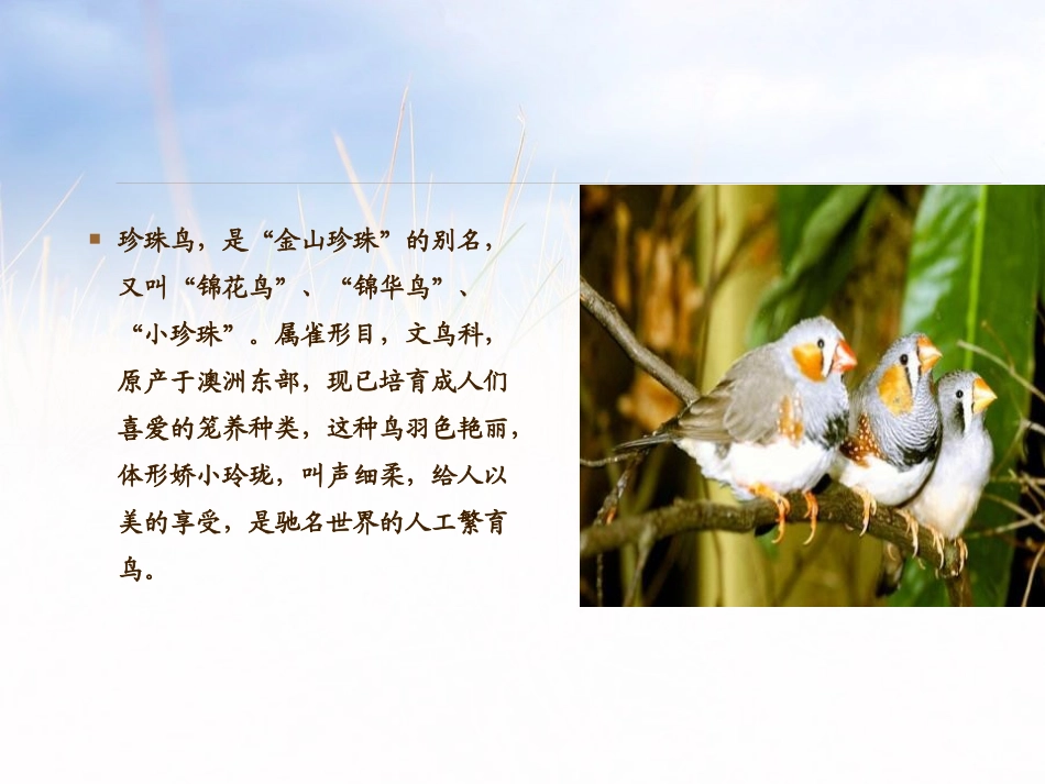 《珍珠鸟》PPT教学课件[部编版五年级语文上册]_第2页