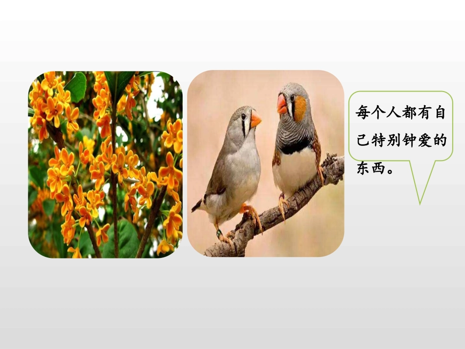 《我的心爱之物》PPT课件[部编版五年级语文上册]_第3页