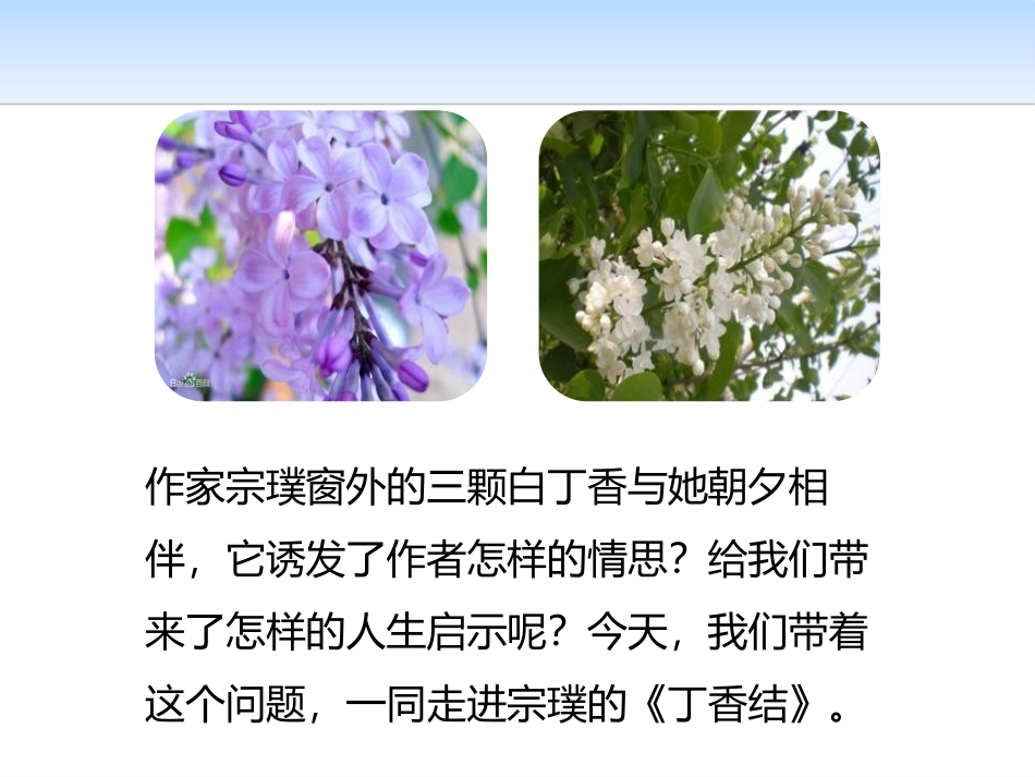 《丁香结》第一课时PPT课件[部编版六年级语文上册]_第3页