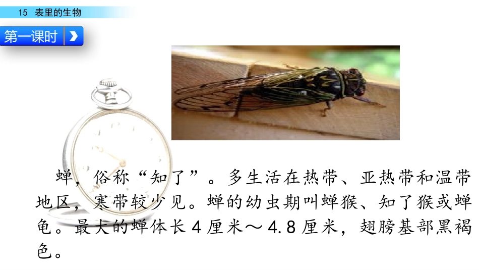 《表里的生物》PPT课件[部编版六年级语文下册]_第2页