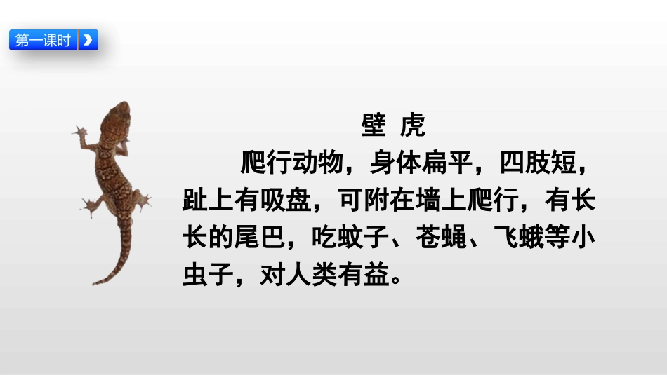 《小壁虎借尾巴》PPT课件[部编版一年级语文下册]_第3页