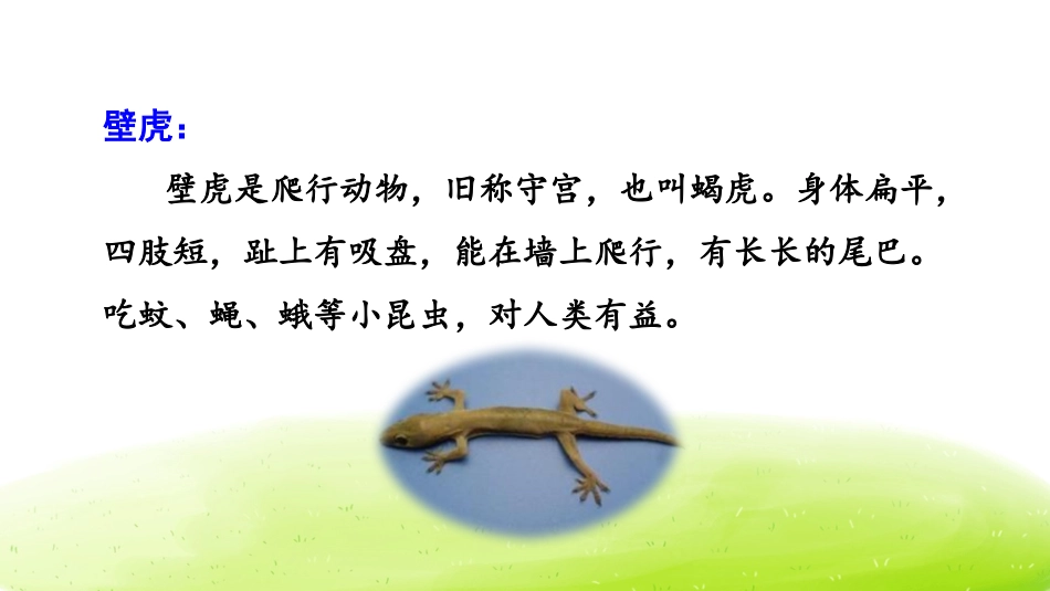 《小壁虎借尾巴》PPT(第一课时)PPT课件[部编版一年级语文]_第3页