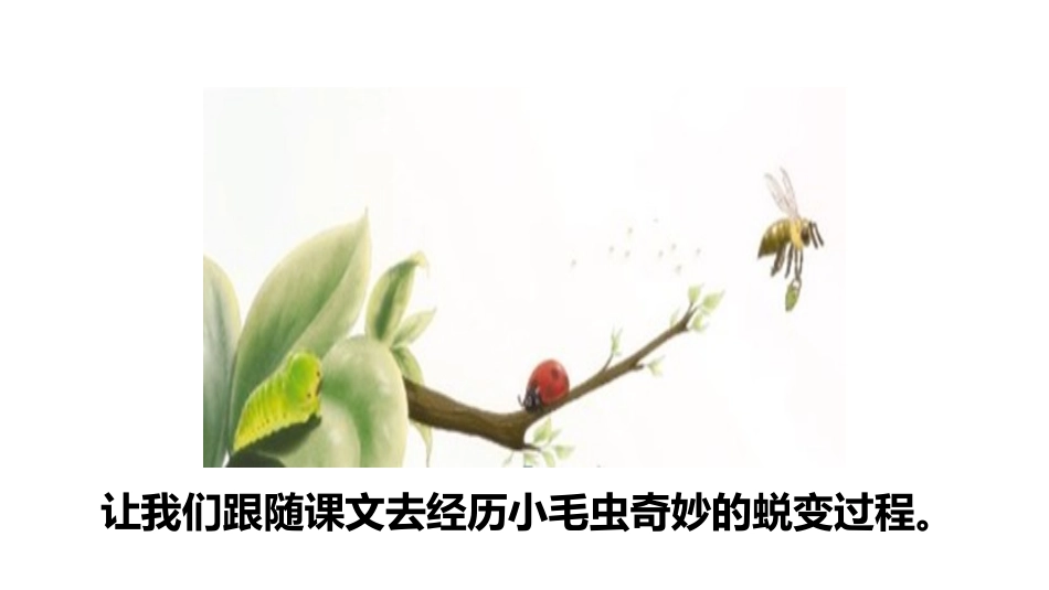 《小毛虫》PPT(第一课时)PPT课件[部编版二年级语文]_第3页