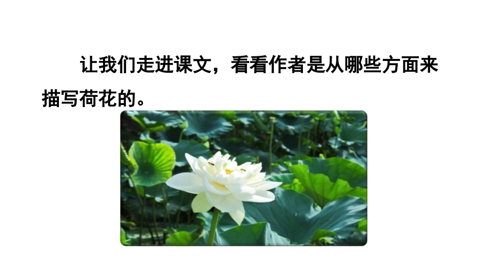 《荷花》PPT(第二课时)PPT课件[部编版三年级语文下册]_第3页