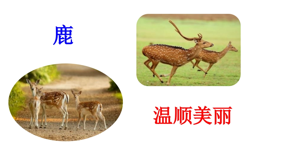《美丽的鹿角》PPT课件[部编版三年级语文下册]_第3页