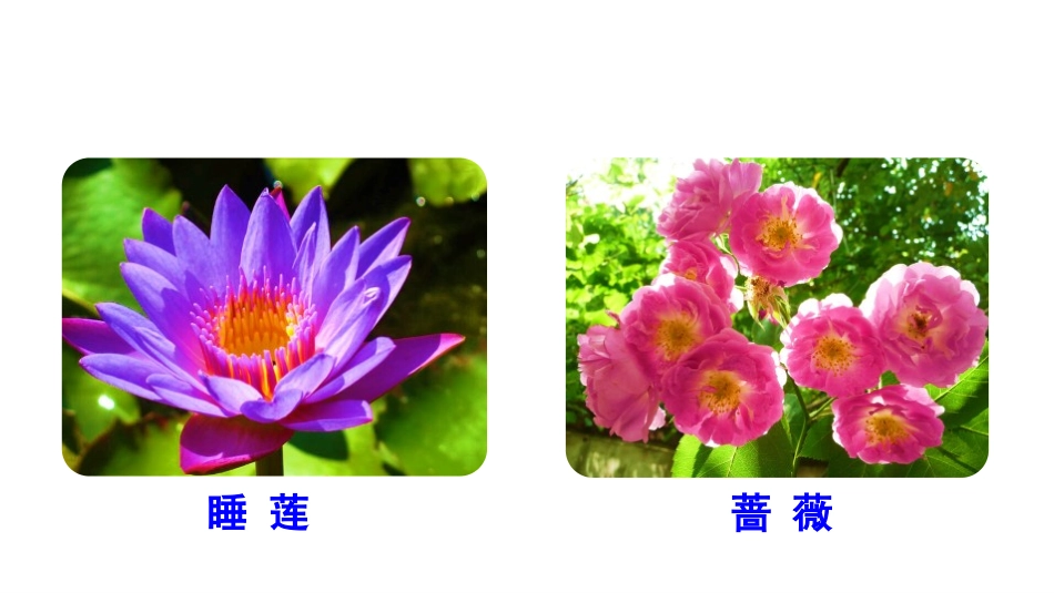 《花钟》PPT课件[部编版三年级语文下册]_第2页