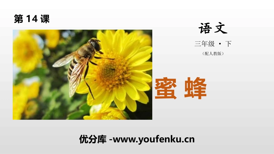 《蜜蜂》PPT课件[部编版三年级语文下册]_第1页