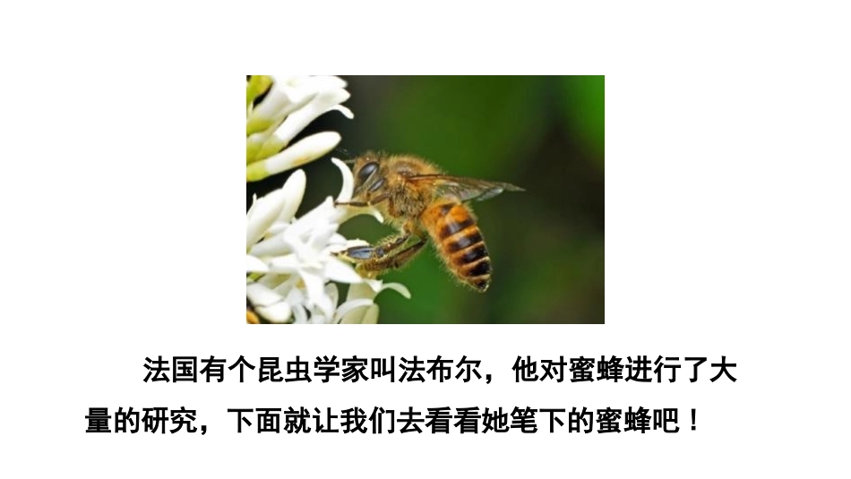 《蜜蜂》PPT(第一课时)PPT课件[部编版三年级语文下册]_第3页