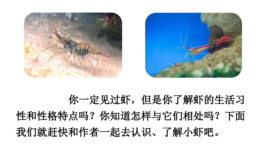 《小虾》PPT课件[部编版三年级语文下册]_第2页