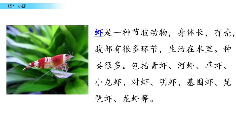 《小虾》PPT课件[部编版三年级语文下册]_第2页