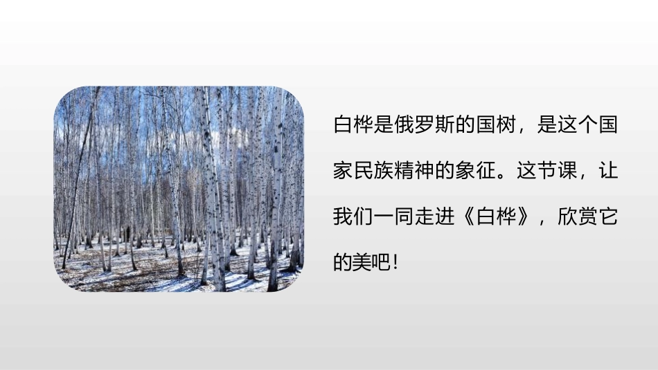 《白桦》PPT(第1课时)PPT课件[部编版四年级语文下册]_第3页