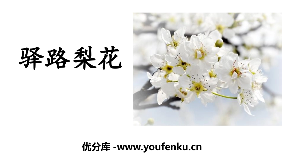 《驿路梨花》PPT教学课件[部编版七年级语文下册]_第1页