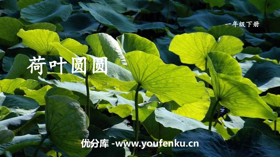 《荷叶圆圆》PPT教学课件[部编版一年级语文下册]_第1页