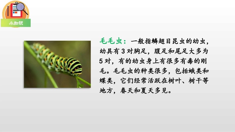 《小毛虫》PPT教学课件[部编版二年级语文下册]_第3页