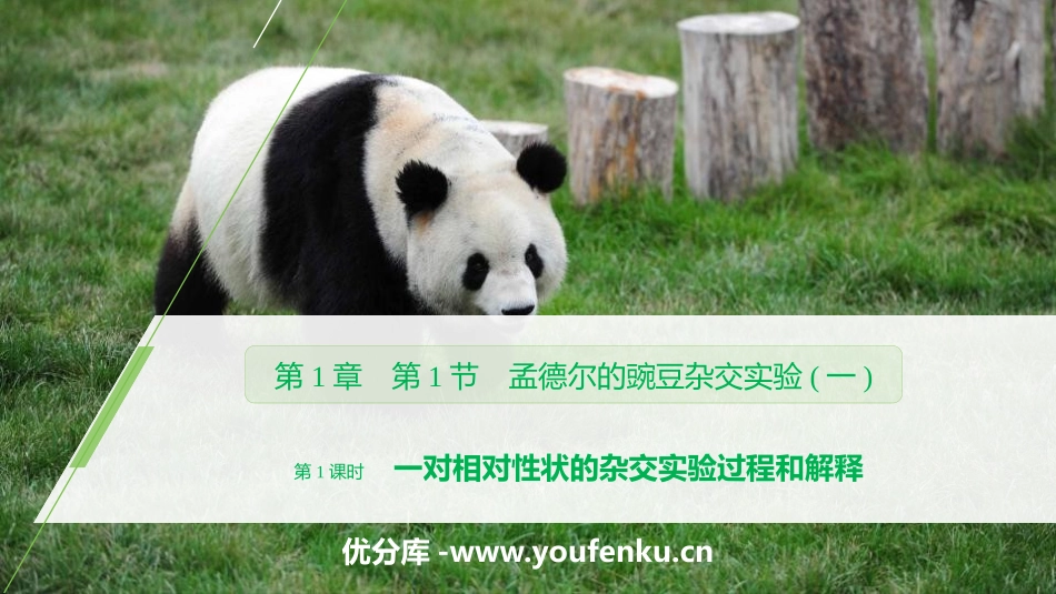 《孟德尔的豌豆杂交实验》遗传因子的发现PPT_第1页