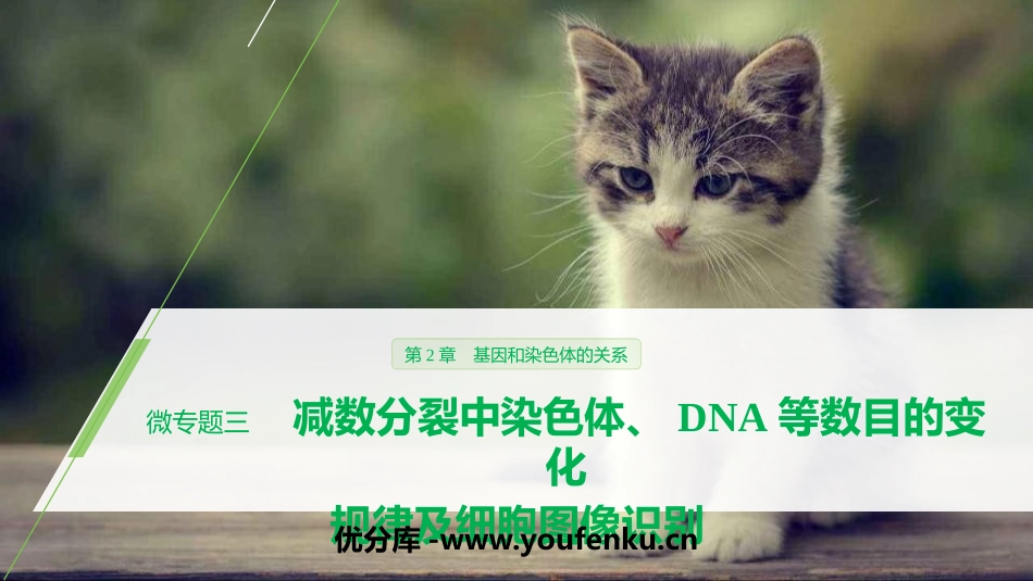 《微专题三　减数分裂中染色体、DNA等数目的变化规律及细胞图像识别》基因和染色体的关系PPT课件_第1页