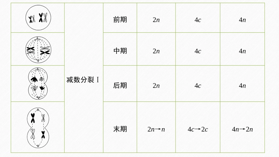 《微专题三　减数分裂中染色体、DNA等数目的变化规律及细胞图像识别》基因和染色体的关系PPT课件_第3页