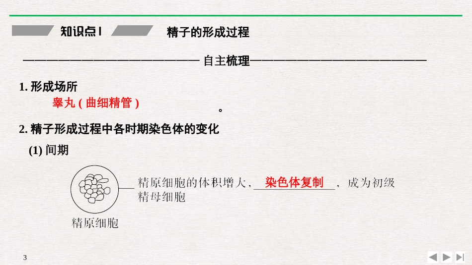 《减数分裂和受精作用》基因和染色体的关系PPT课件_第3页