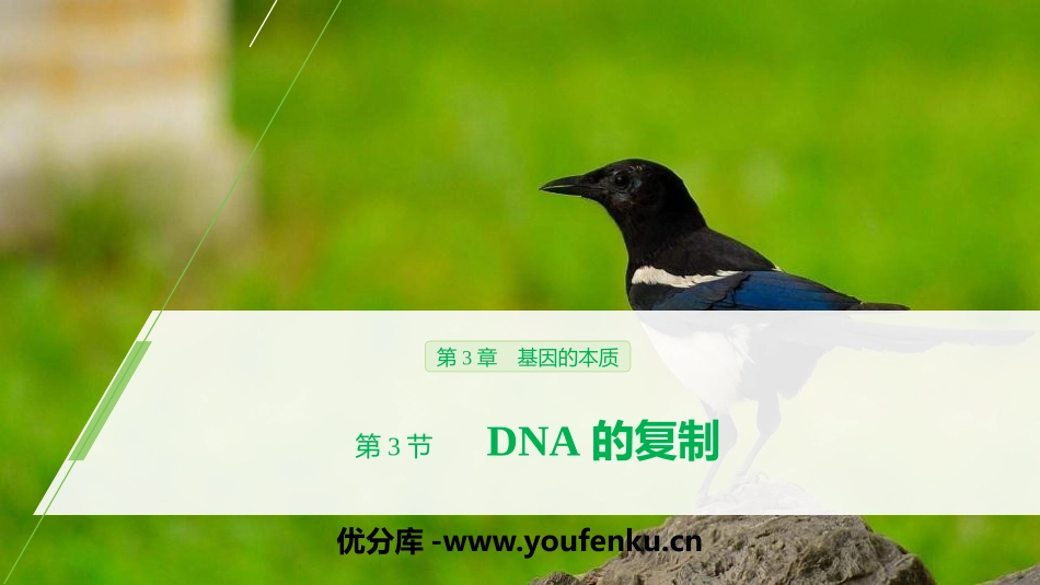 《DNA的复制》基因的本质PPT课件[人教版高中生物必修二]_第1页