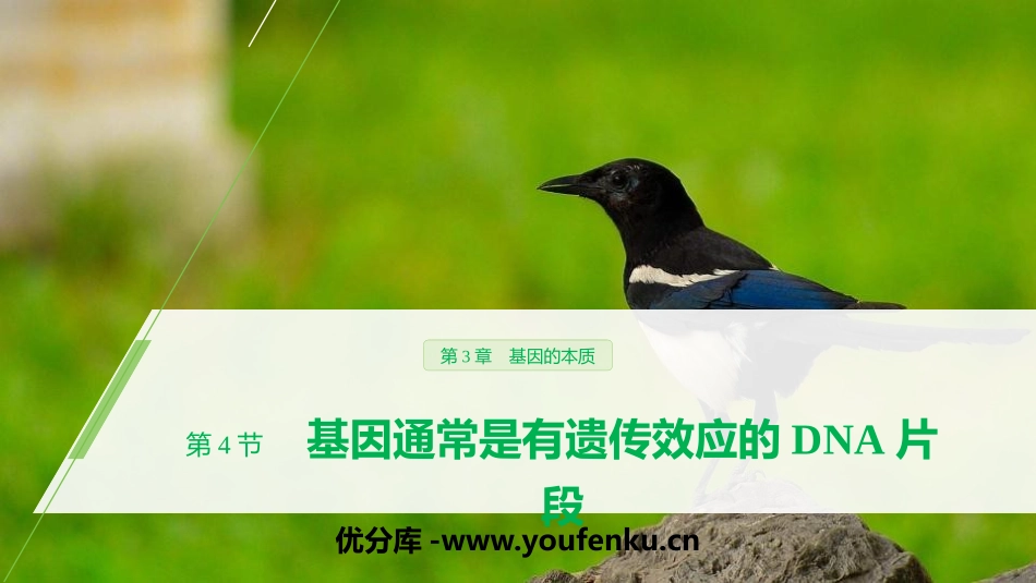 《基因通常是有遗传效应的DNA片段》基因的本质PPT课件_第1页
