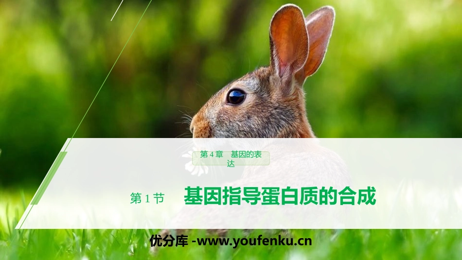 《基因指导蛋白质的合成》基因的表达PPT课件[人教版高中生物必修二]_第1页